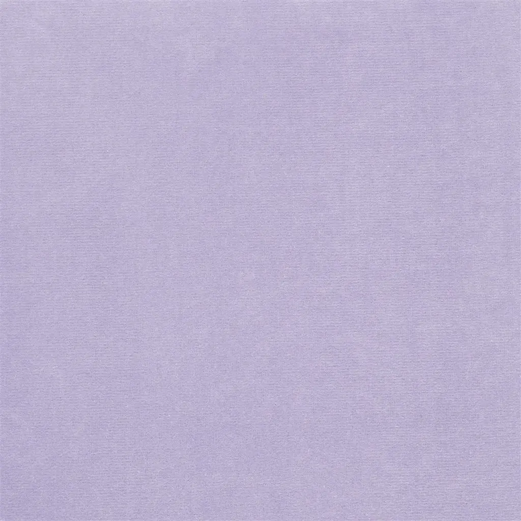 Cassia - Lavender Cutting
