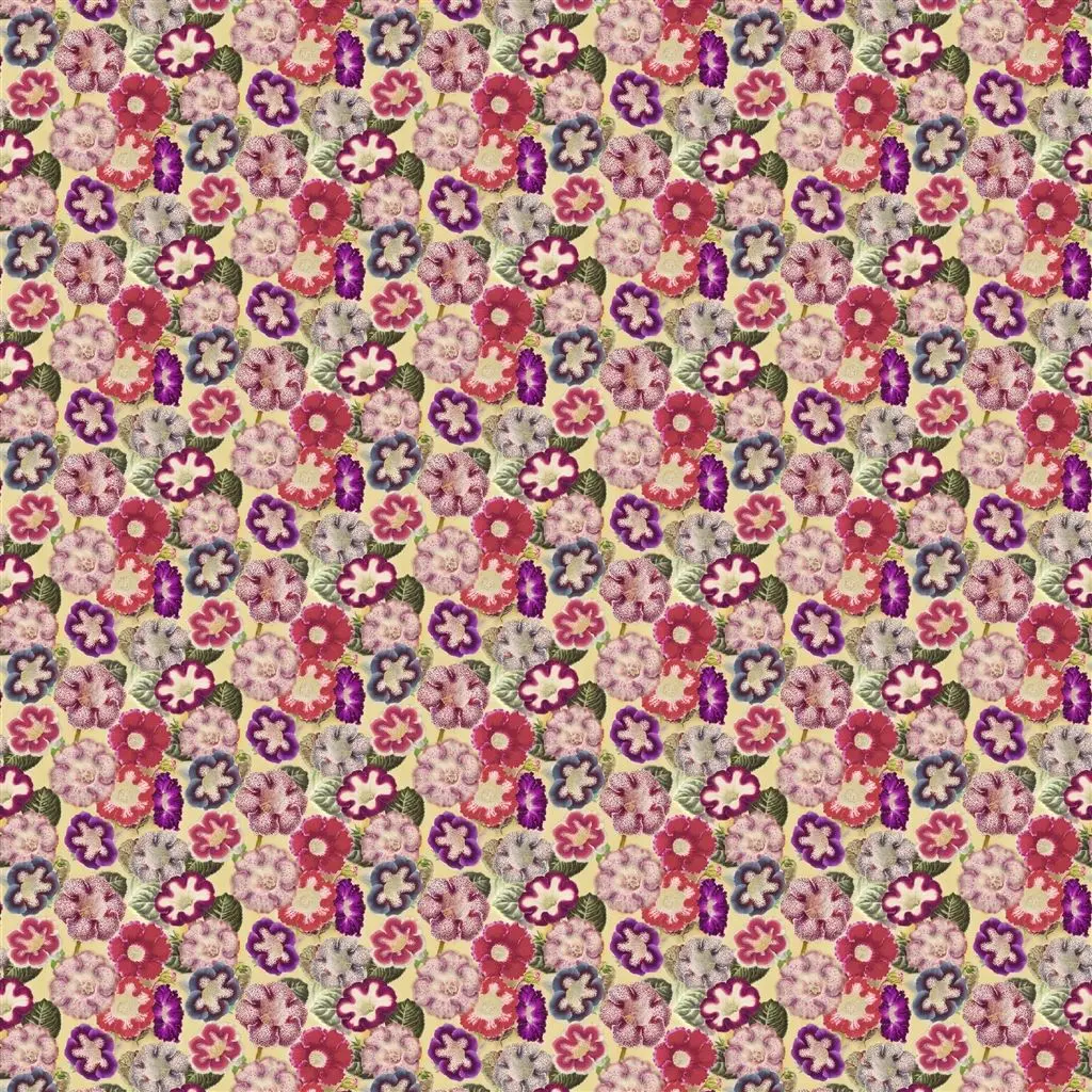 Varietes De Gloxinia - Violet