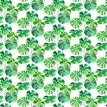 Brahmi Outdoor Leaf