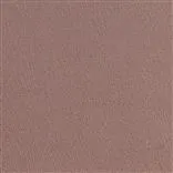 Anshu - Pale Rose Cutting