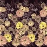 Le Poeme De Fleurs Rosewood
