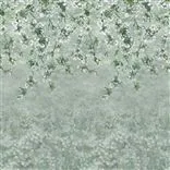 Assam Blossom Sage Cutting