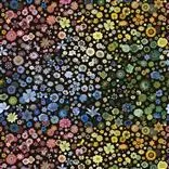 Jardin Des Hesperides - Multicolore Cutting