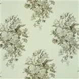 campanula - cocoa