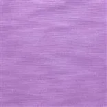 Pampas - Crocus Cutting
