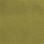 sahara - fern