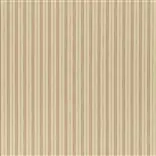cedar point stripe - shell