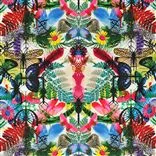 Caribe - Perroquet Lithos