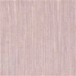 Cosia - Orchid Cutting