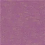 Cerato - Fuchsia Cutting