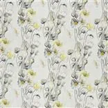 pavot - birch