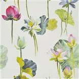 nymphaea - camellia
