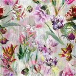 Tulipa Stellata - Fuchsia Cutting