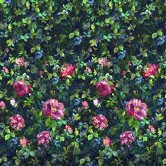 Gertrude Rose Fuchsia