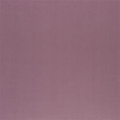 tiber alta - crocus