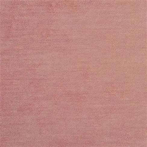 Tarazona Rose