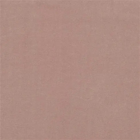 cassia - cameo