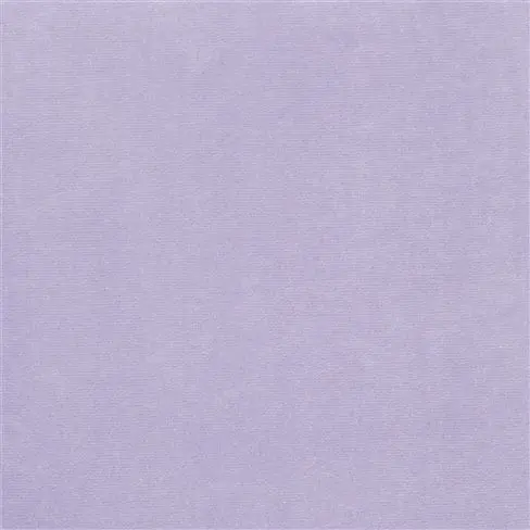Cassia - Lavender