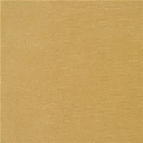 cassia - ochre
