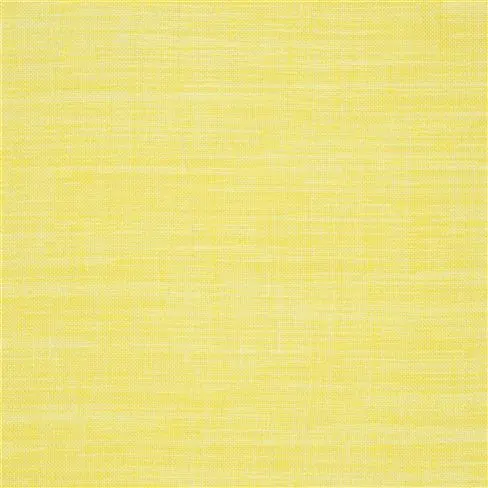 cosia - primrose