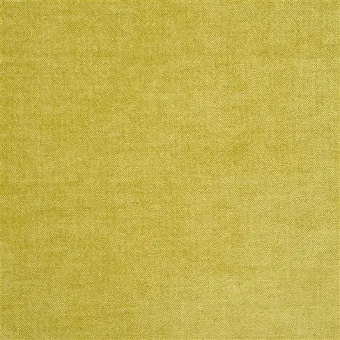 zaragoza - acacia
