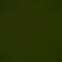 matara lucida - olive