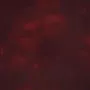 matara lucida - crimson