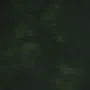 matara lucida - forest