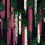Wisteria Alba Magenta Cutting