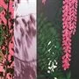 Wisteria Alba Magenta
