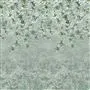Assam Blossom Sage Cutting