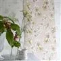 Fleur D Assam Cameo