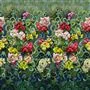 Tapestry Flower - Vintage Green Cutting