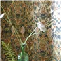 Ikebana Damask Gold