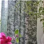 Woodland Forest