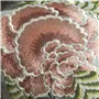 Brocart Decoratif Sepia Embroidered Cotton Cushion