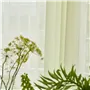 Bellavista Thyme