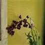 pietra - grass