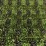 Zannachi - Emerald Cutting