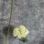cerato - silver
