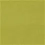 Cassia - Alchemilla Cutting